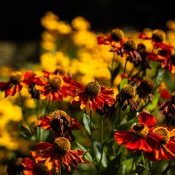 20250821-9A1A4051-Nature-Thursday-2025-36 20250821-9A1A4051-Nature-Thursday-2025-36