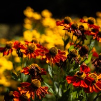 20250821-9A1A4051-Nature-Thursday-2025-36