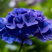 20250821-9A1A4073-Hortensie