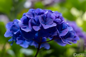 20250821-9A1A4073-Hortensie