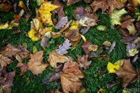 20251026-9A1A4855-Nature-Thursday-47