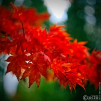 20251026-9A1A4873-Nature-Thursday-48