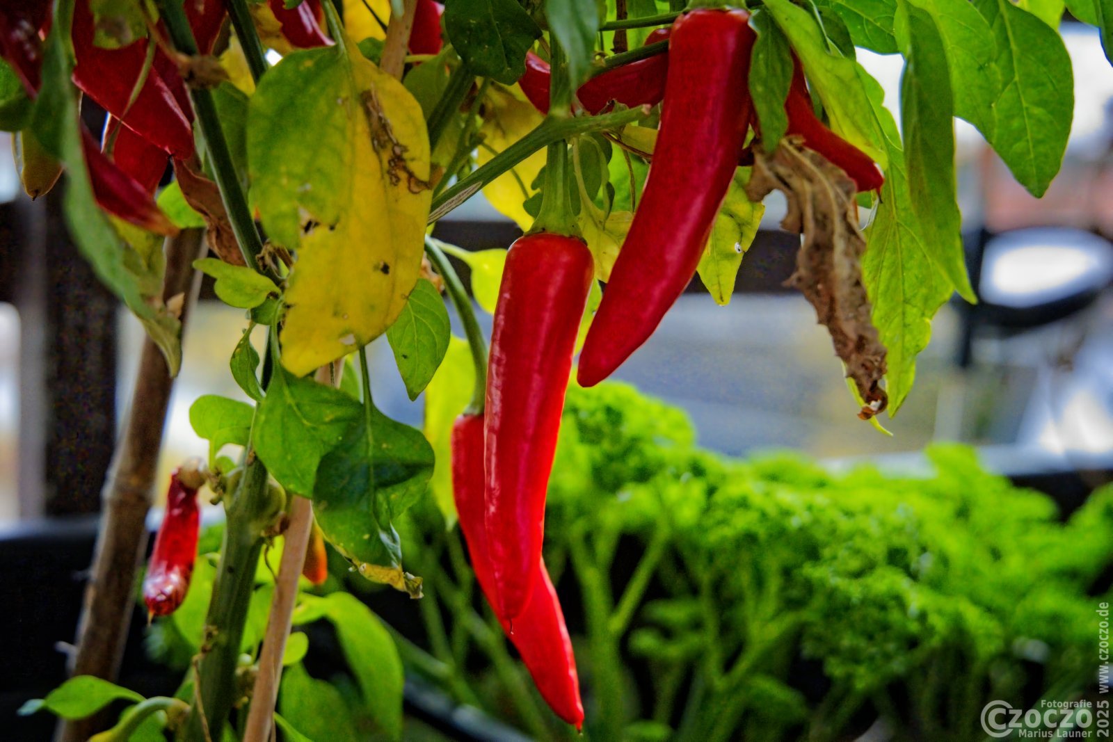 20251112-9A1A5032-Nature-Thursday-46