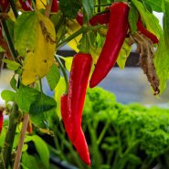 20251112-9A1A5032-Nature-Thursday-46