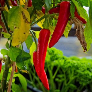 20251112-9A1A5032-Nature-Thursday-46