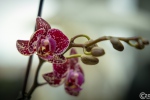 20251203-9A1A5338-Orchidee-Nature-Thursday-49