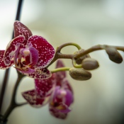 20251203-9A1A5338-Orchidee-Nature-Thursday-49 20251203-9A1A5338-Orchidee-Nature-Thursday-49