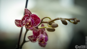 20251203-9A1A5338-Orchidee-Nature-Thursday-49