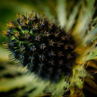 2026-01-10-9A1A5979-Nature-Thursday-2026-03