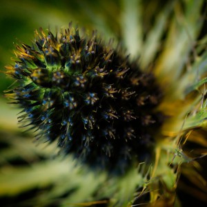 2026-01-10-9A1A5979-Nature-Thursday-2026-03