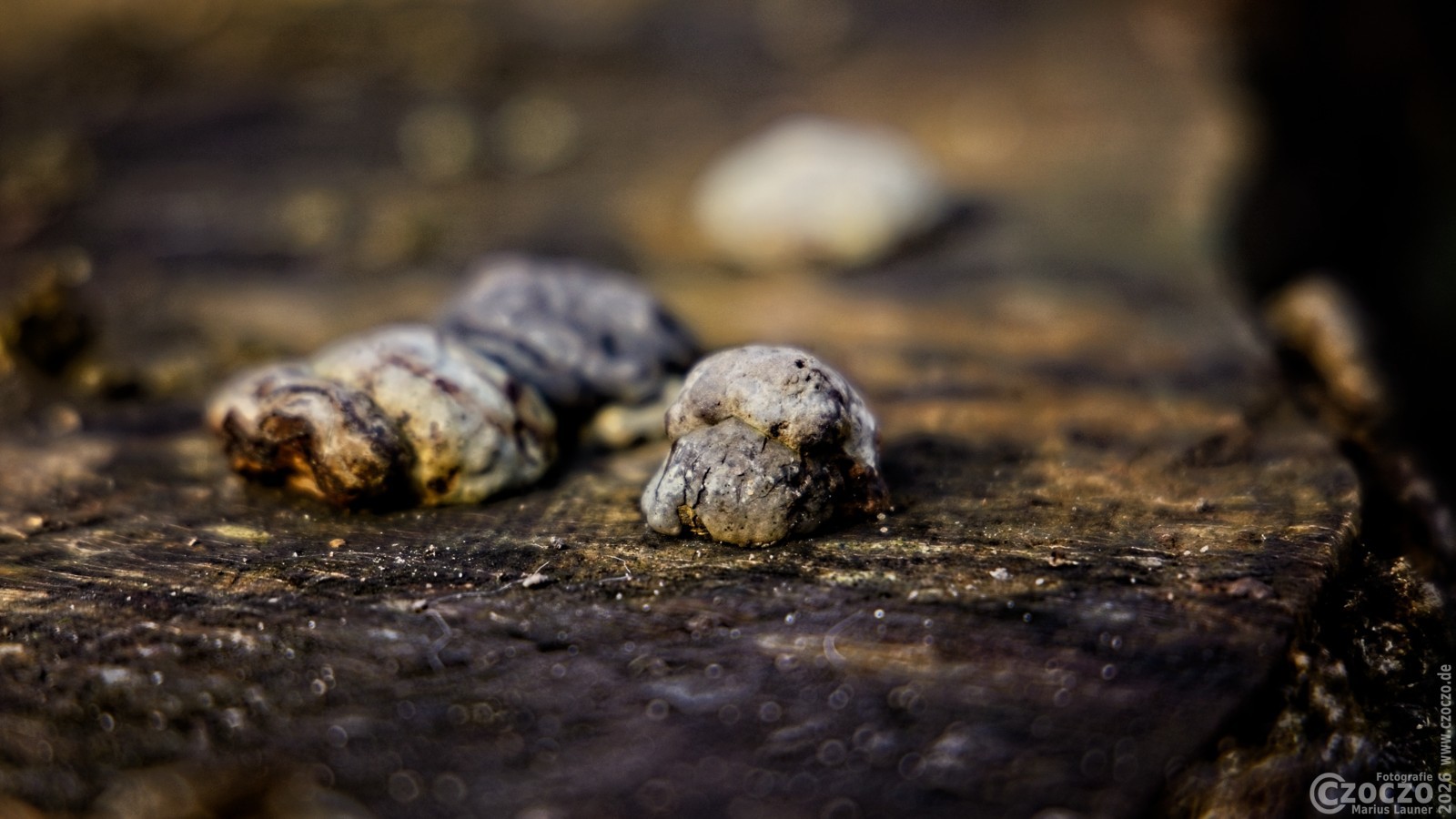 2026-01-17-9A1A6024-Nature-Thursday-4