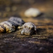 2026-01-17-9A1A6024-Nature-Thursday-4 2026-01-17-9A1A6024-Nature-Thursday-4