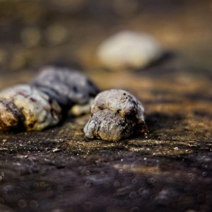 2026-01-17-9A1A6024-Nature-Thursday-4