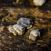 2026-01-17-9A1A6026-Nature-Thursday-4 2026-01-17-9A1A6026-Nature-Thursday-4