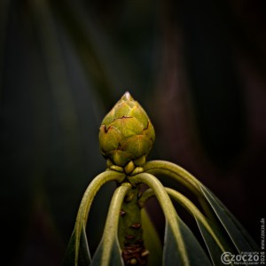 2026-02-04-9A1A6270-NatureThursday-06