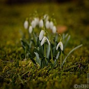 2026-02-07-9A1A6293-Nature-Thursday-2026-07