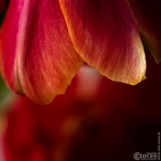 2026-02-17-9A1A6537-Nature-Thurasday-08 2026-02-17-9A1A6537-Nature-Thurasday-08