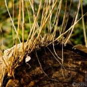 2026-03-06-9A1A6545-Nature-Thursday-11 2026-03-06-9A1A6545-Nature-Thursday-11