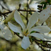 2026-03-23-9A1A6943-2026-Wuppertal-Botanische-Garten 2026-03-23-9A1A6943-2026-Wuppertal-Botanische-Garten
