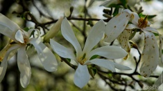 2026-03-23-9A1A6943-2026-Wuppertal-Botanische-Garten
