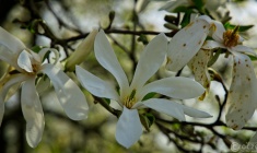 2026-03-23-9A1A6943-2026-Wuppertal-Botanische-Garten