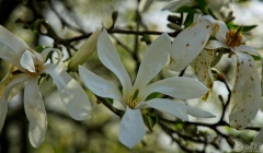 2026-03-23-9A1A6943-2026-Wuppertal-Botanische-Garten