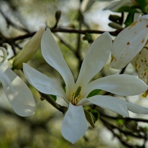 2026-03-23-9A1A6943-2026-Wuppertal-Botanische-Garten
