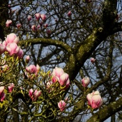 2026-03-23-9A1A6948-2026-Wuppertal-Botanische-Garten