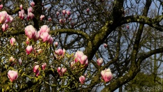 2026-03-23-9A1A6948-2026-Wuppertal-Botanische-Garten