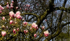 2026-03-23-9A1A6948-2026-Wuppertal-Botanische-Garten