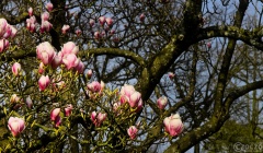 2026-03-23-9A1A6948-2026-Wuppertal-Botanische-Garten