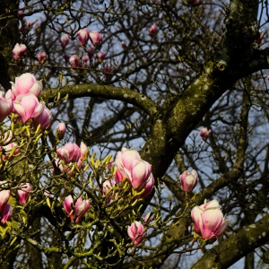 2026-03-23-9A1A6948-2026-Wuppertal-Botanische-Garten