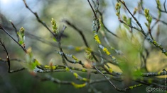 2026-03-23-9A1A6995-2026-Wuppertal-Botanische-Garten