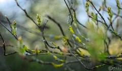 2026-03-23-9A1A6995-2026-Wuppertal-Botanische-Garten