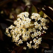 2026-05-03-9A1A7508-Nature-Thursday-19 2026-05-03-9A1A7508-Nature-Thursday-19
