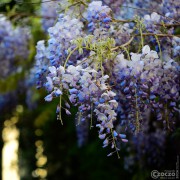 2026-05-08-9A1A7539-Nature-Thursday-20- 2026-05-08-9A1A7539-Nature-Thursday-20-