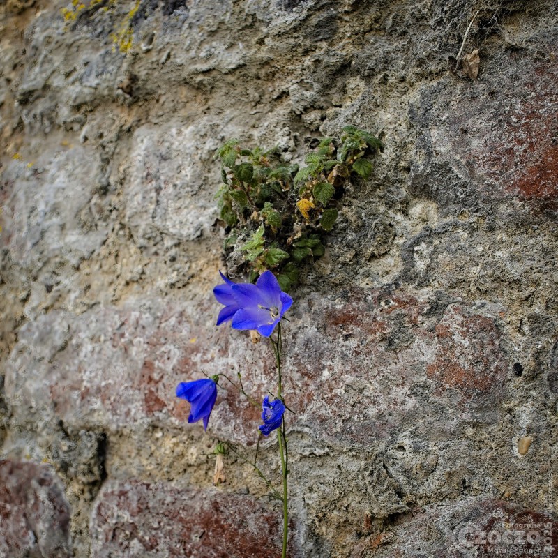 2026-05-30-2026.05.30-Zons-9A1A7701-Nature-Thursday-22