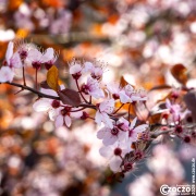 20260323-9A1A6920-Nature-Thursday2026-14 20260323-9A1A6920-Nature-Thursday2026-14