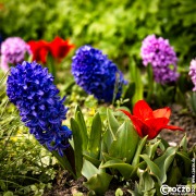 20260323-9A1A6929-Nature-Thursday2026-13 20260323-9A1A6929-Nature-Thursday2026-13