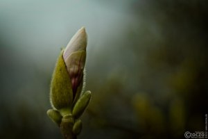 3103-20220314-9A1A5667-ON1-Es-Bluet