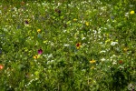 9A1A9290-230804-Sommerwiese