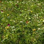 9A1A9290-230804-Sommerwiese