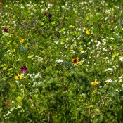 9A1A9290-230804-Sommerwiese