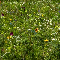 9A1A9290-230804-Sommerwiese