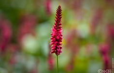 9A1A9707-230809-Kerzen-Wiesenknoeterich