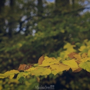 Herbst IMG_9970