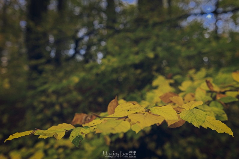 Herbst IMG_9970