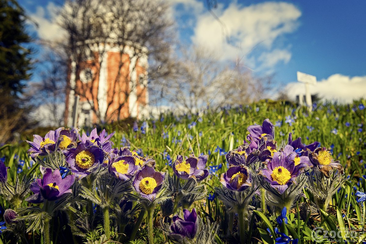 IMG_3328-Frühling