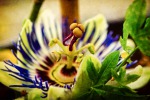 IMG_8527-Passionsblume