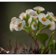 blumen-20140425-2